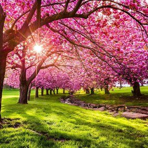 50 Japanese Cherry Blossom Incense sticks